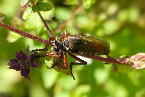 Dasypogon diadema